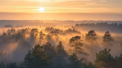 Sunrise Mist Shrouds a Pine Forest Landscape