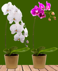 Orchidées sur fond vert 