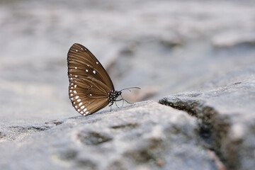 A brown butterfly sits on a rock near a waterfall.