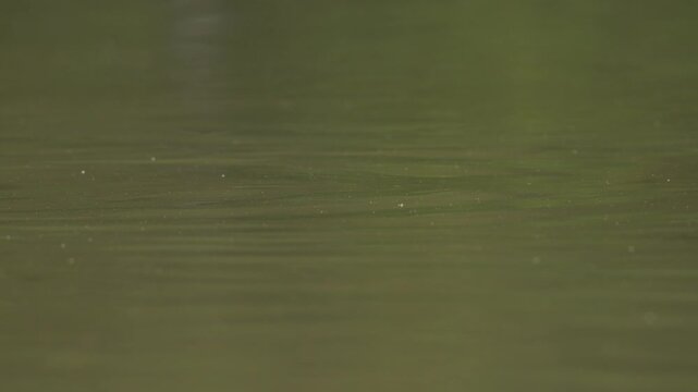 plan fixe id&eacute;al pour changement de plan, avec un canard passant dans le cadre de l'image de droite &agrave; gauche, canard colvert sauvage femelle, nageant sur l'eau