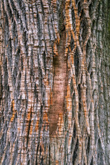 Abstract background of rough bark of chestnut tree