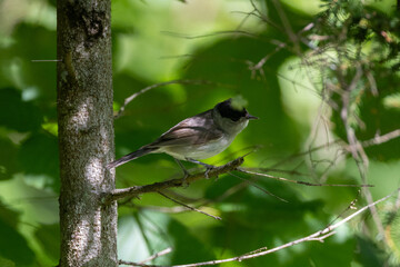 Black cap on a branch 