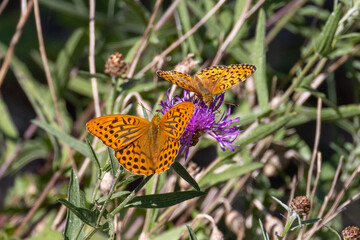 Orange butterflies on a flower