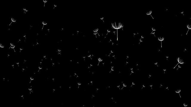 alpha a sky full of dandelions flying towards the screen