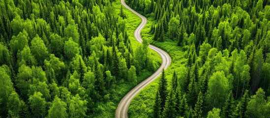 drone view fir forest