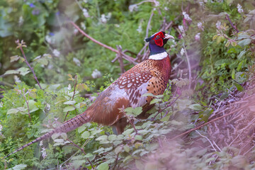 Pheasant - Phasianus colchicus, courting cock, Lerici, Liguria, Italy, Europe