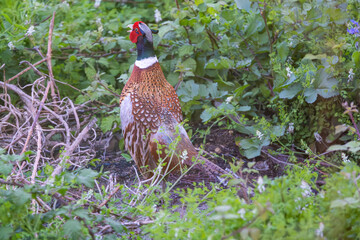 Pheasant - Phasianus colchicus, courting cock, Lerici, Liguria, Italy, Europe