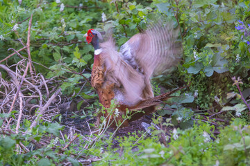 Pheasant - Phasianus colchicus, courting cock, Lerici, Liguria, Italy, Europe