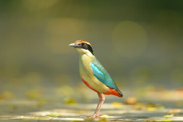 Fairy Pitta standing on ground bird washing in the forest.