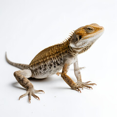 Naklejka premium bearded dragon lizard