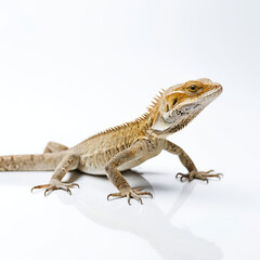 Fototapeta premium bearded dragon lizard
