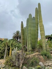cactus garden spain,botanical desert plants, 
exotic cactus closeup, arid landscape spain, 
spanish cactus succulents tropical flora, 
drought resistant plants botanical garden Andalusia