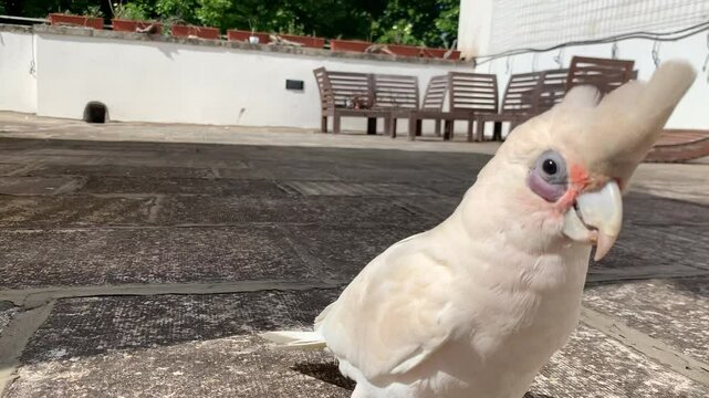 cacatua