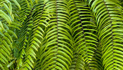 Fototapeta premium Nephrolepis biserrata or Giant sword fern in a tropical garden close up.Green leaves background.Selective focus.