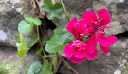 Pink geranium flowers in the garden.Pelargonium peltatum is a popular ornamental plant.