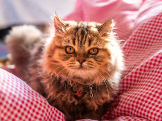 Beautiful persian cat lying on the red mattress and looking camera.
