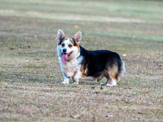 Cheerful welsh corgi cardigan on green grass lawn on a walk in the park in summer