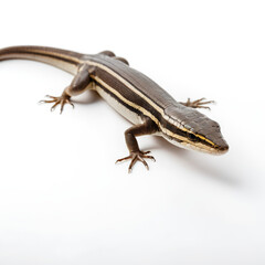 Obraz premium lizard isolated on white