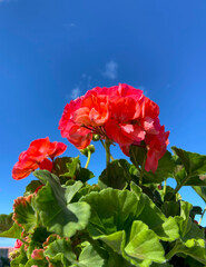 Obraz premium Red geranium flowers against blue sky.Pelargonium zonale is a popular ornamental plant.Selective focus.