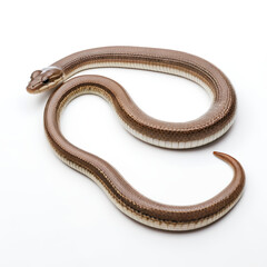 Obraz premium snake on white
