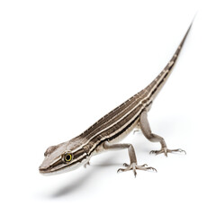 Fototapeta premium lizard isolated on white