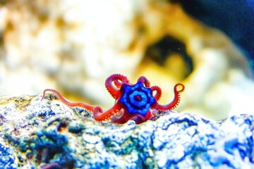 Blue Ring Octopus on Rock A small