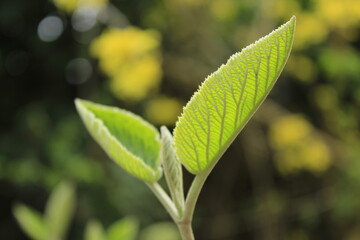 close up of green leaves