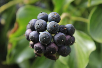 blueberries on a bush