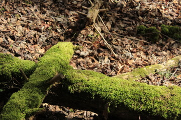 Moss on the tree