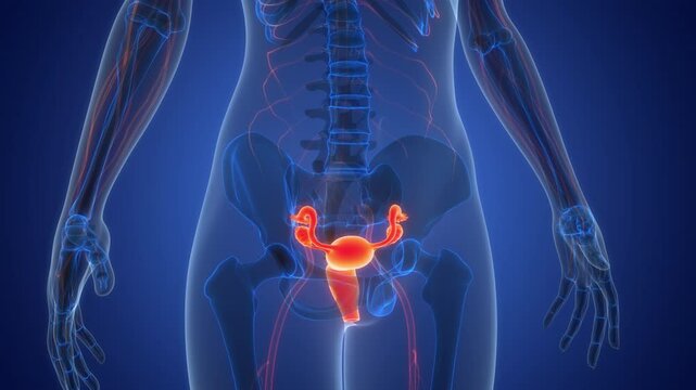 Female Reproductive System Anatomy Animation Concept