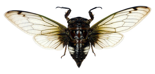 A cryptotympana acuta cicada is perched on a transparent, showcasing its striking translucent wings...