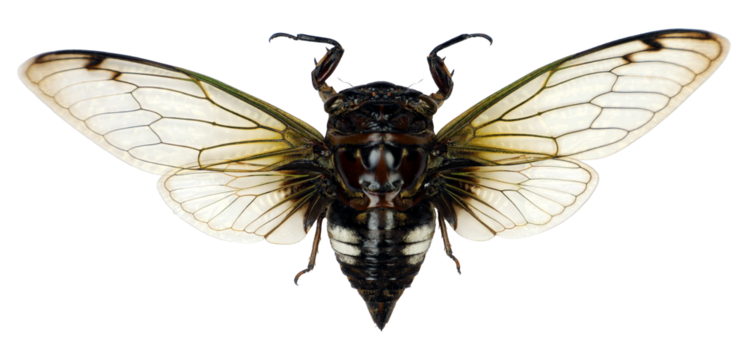 A cryptotympana acuta cicada is perched on a transparent, showcasing its striking translucent wings and distinctive black and white coloration