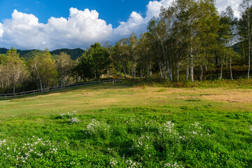 牧場の花