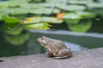 frog toad