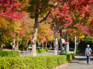 秋の赤色の紅葉の風景と散歩するシニア男性の姿