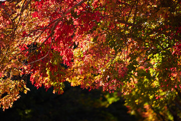 秋の公園の鮮やかな色の紅葉の風景