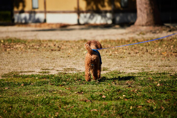 Fototapeta premium 秋の昼の公園で遊んでいる可愛いトイプードルの姿