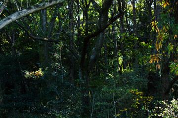 人無しの暗い森の風景