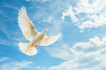 Fototapeta premium The funeral background with the white dove has a copy space for your text.