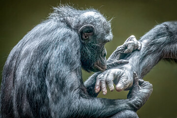 Bonobos Grooming: Close Interaction in Detailed Close-Up