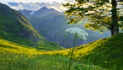 Obraz premium meadow with dandelions