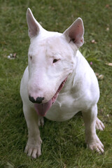 Bull terrier