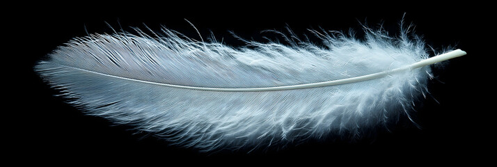 Obraz premium A Single White Feather Isolated on a Black Background with Detailed Textures