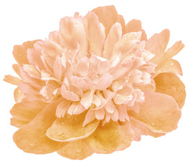 Peony flower  on  a white isolated background with clipping path. Closeup. For design. Nature.