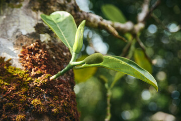 The jackfruit, a tree species in the fig, mulberry, and breadfruit family, can be found growing...
