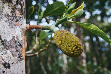 The jackfruit, a tree species in the fig, mulberry, and breadfruit family, can be found growing...