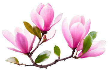 Obraz premium pink magnolia on an isolated, watercolor flowers, Generative AI