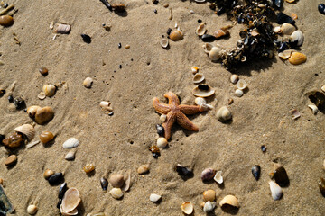an der Nordsee in Hvidbjerg Strand Westjütland