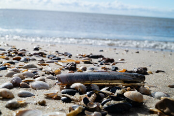 an der Nordsee in Hvidbjerg Strand Westjütland