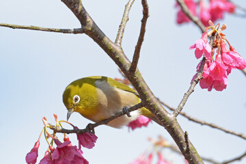 福智山ろく花公園の桜とメジロ